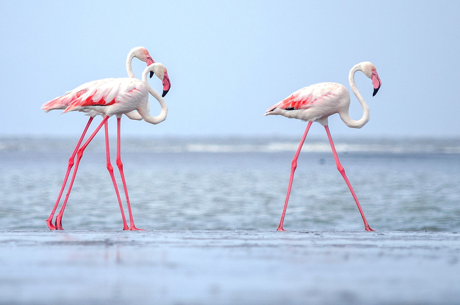 A natural reserve for flamingos
